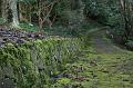 Moss, Pirianda Gardens IMG_7010